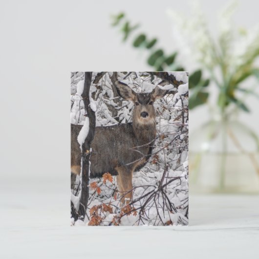 Carte Postale Cerf de Neige - Devant de Wasatch - Utah (Debout devant)