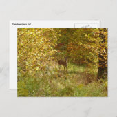 Carte Postale Cerf de Pennsylvanie en automne (Devant / Derrière)