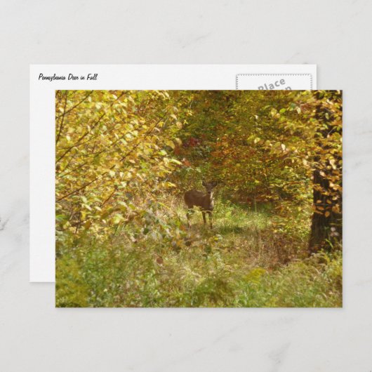 Carte Postale Cerf de Pennsylvanie en automne (Devant / Derrière)