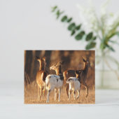 Carte Postale Cerf de Piebald (Debout devant)