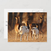 Carte Postale Cerf de Piebald (Devant / Derrière)