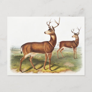 Carte Postale Cerf de Virginie (Cervus Richardsonii)