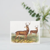 Carte Postale Cerf de Virginie (Cervus Richardsonii) (Debout devant)