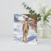 Carte Postale Cerf De Virginie Qui Vous Regarde (Gros Plan) (Debout devant)