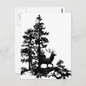 Carte Postale Cerf de Virginie vintage (Devant / Derrière)