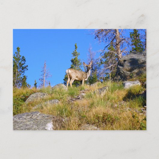 Carte Postale Cerf des Montagnes Rocheuses (Devant)