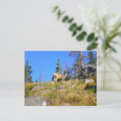 Carte Postale Cerf des Montagnes Rocheuses (Debout devant)
