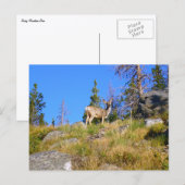 Carte Postale Cerf des Montagnes Rocheuses (Devant / Derrière)