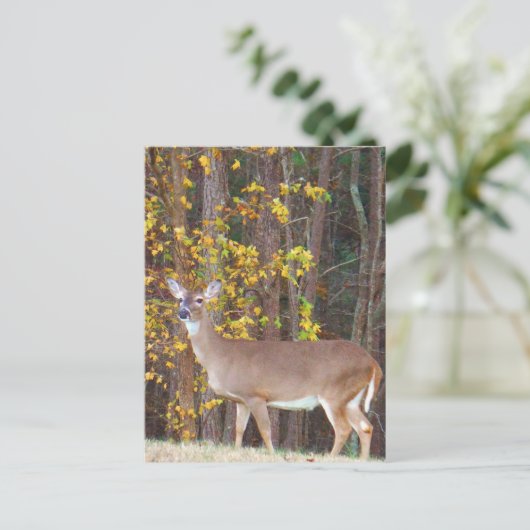 Carte Postale Cerf devant l'arbre d'automne jaune (Debout devant)