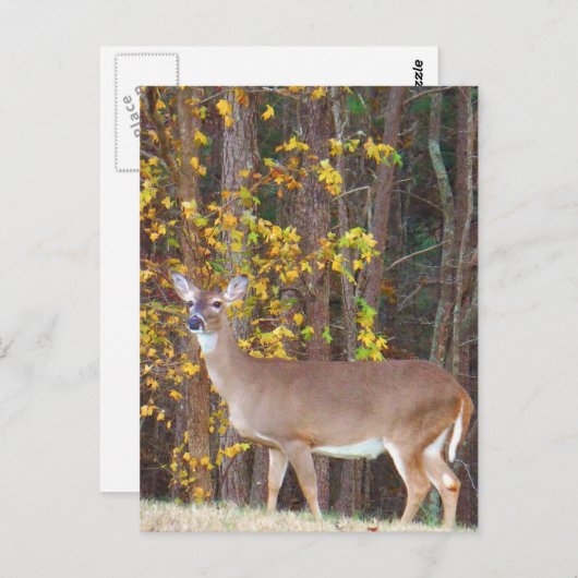 Carte Postale Cerf devant l'arbre d'automne jaune (Devant / Derrière)