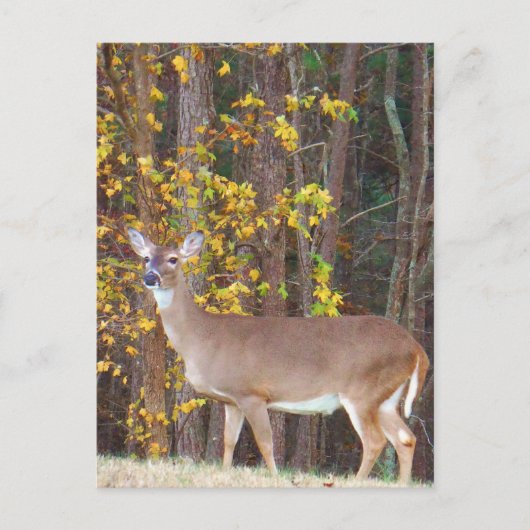 Carte Postale Cerf devant l'arbre d'automne jaune (Devant)