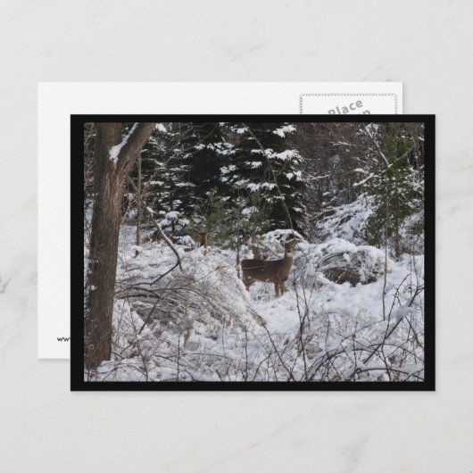 Carte Postale Cerf d'hiver (Devant / Derrière)