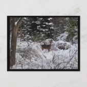 Carte Postale Cerf d'hiver (Devant)