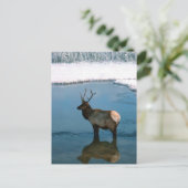 Carte Postale Cerf d'hiver à Pond (Debout devant)