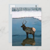 Carte Postale Cerf d'hiver à Pond (Devant / Derrière)