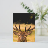 Carte Postale cerf du parc richmond (Debout devant)