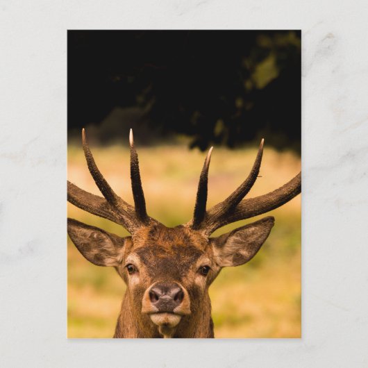 Carte Postale cerf du parc richmond (Devant)