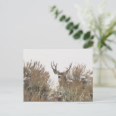 Carte Postale Cerf du Wyoming (Debout devant)