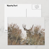 Carte Postale Cerf du Wyoming (Devant / Derrière)
