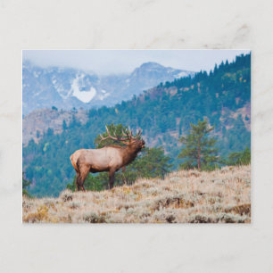 Carte Postale Cerf élaphe (Cervus Elephus) mâle bramant