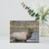 Carte Postale Cerf élaphe traversant | Parc national de Yellowst (Debout devant)