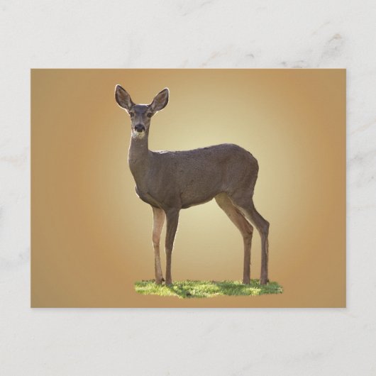 CARTE POSTALE CERF EN COURANT (Devant)