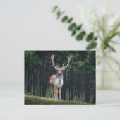 Carte Postale Cerf en jachère (Debout devant)