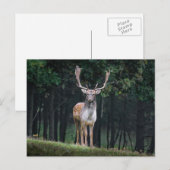 Carte Postale Cerf en jachère (Devant / Derrière)