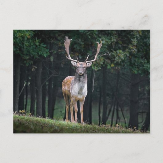 Carte Postale Cerf en jachère (Devant)