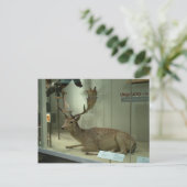 Carte Postale Cerf en jachère (Dama dama) (Debout devant)