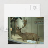 Carte Postale Cerf en jachère (Dama dama) (Devant / Derrière)