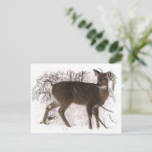 Carte Postale Cerf en neige (Debout devant)