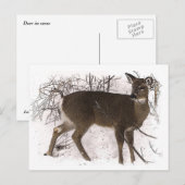 Carte Postale Cerf en neige (Devant / Derrière)