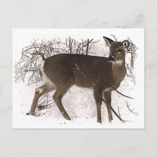 Carte Postale Cerf en neige (Devant)