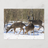 Carte postale - Cerf en neige (Devant)