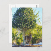 Carte Postale Cerf et baie Holly dans la neige (Devant / Derrière)