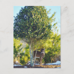 Carte Postale Cerf et baie Holly dans la neige