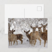 Carte Postale Cerf Mule Wyoming (Devant / Derrière)