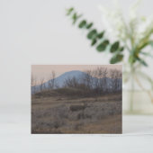 Carte Postale Cerf mulet D12 et collines de Sweet Grass (Debout devant)