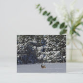 Carte Postale Cerf mulet D17 et pins enneigés (Debout devant)