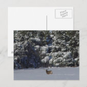 Carte Postale Cerf mulet D17 et pins enneigés (Devant / Derrière)