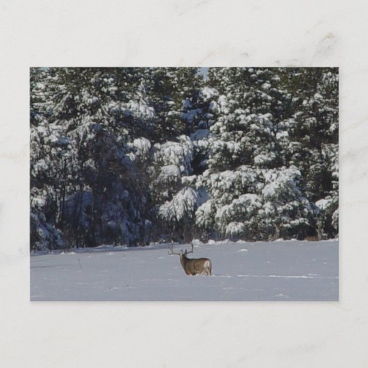 Carte Postale Cerf mulet D17 et pins enneigés (Devant)