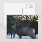 Carte Postale Cerf mulet mâle D8 (Devant / Derrière)