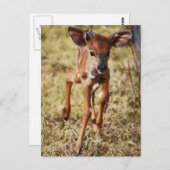 Carte Postale Cerf Nyala, bébé de 3 jours (Devant / Derrière)