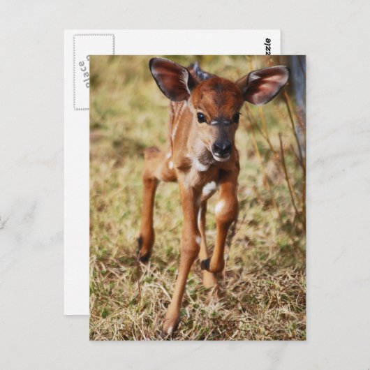 Carte Postale Cerf Nyala, bébé de 3 jours (Devant / Derrière)