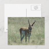 Carte Postale Cerf pronghorn A13 (Devant / Derrière)