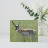 Carte Postale Cerf pronghorn A36 (Debout devant)