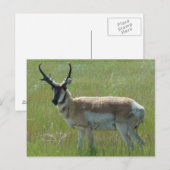 Carte Postale Cerf pronghorn A36 (Devant / Derrière)