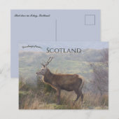 Carte Postale Cerf rouge à Islay Écosse (Devant / Derrière)