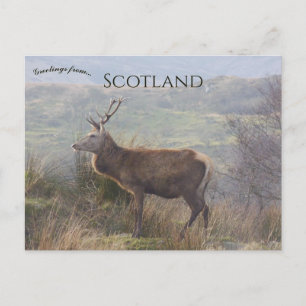 Carte Postale Cerf rouge à Islay Écosse